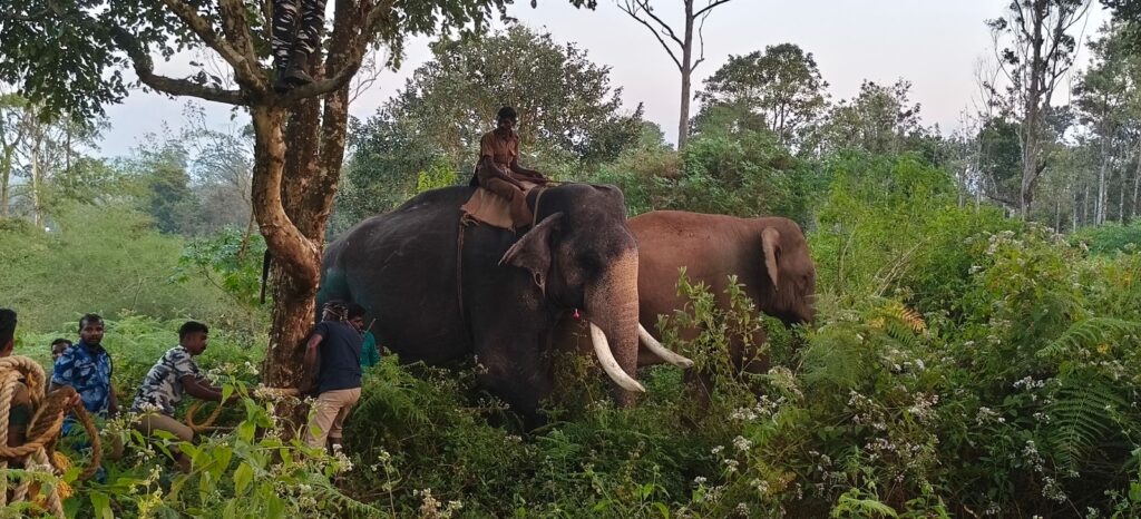 பந்தலூர் பகுதியில் பிடிபட்ட புல்லட் காட்டு யானை ஆனைமலை புலிகள் காப்பகத்திற்கு மாற்றம்