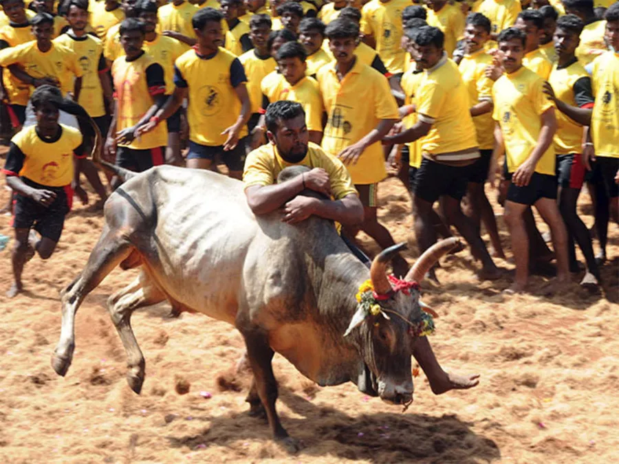 பொங்கல் பண்டிகை முன்னிட்டு ஜல்லிக்கட்டு போட்டிக்கான ஏற்பாடுகள் தீவிரம்...<br><br>