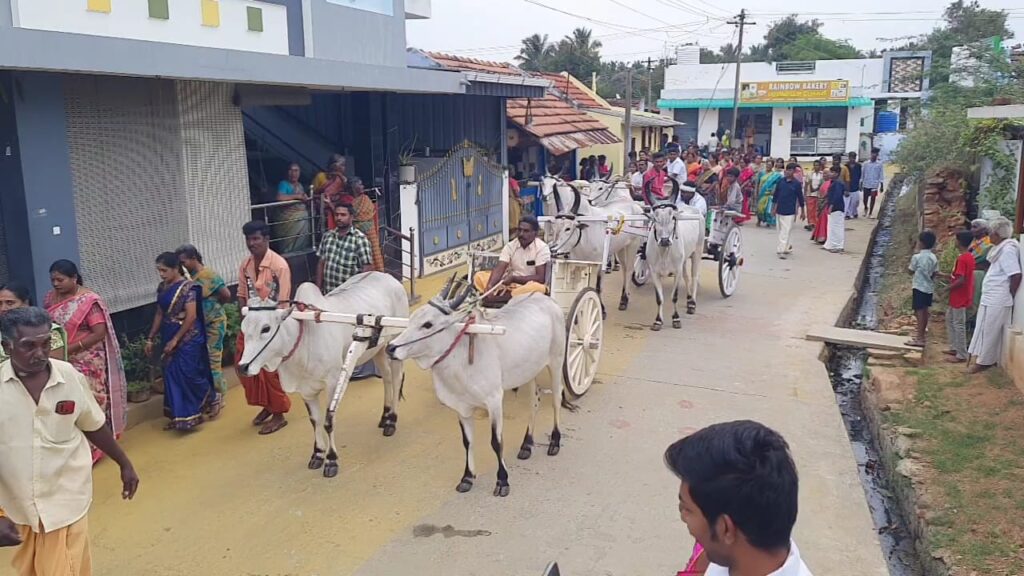 பொள்ளாச்சியில் மாட்டுப் பொங்கல் உற்சாகமாக கொண்டாடப்பட்டது...<br><br>